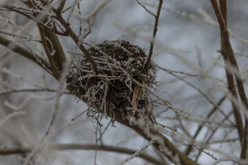 Winter nature. A nest constructed from twigs is clearly visible in a tree, delicately covered with a layer of frost © Alena