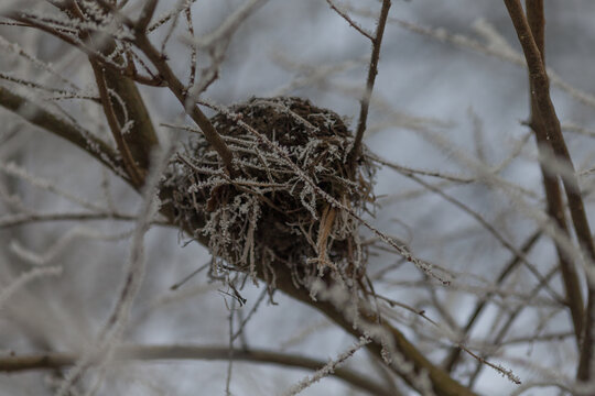 Winter nature. A nest constructed from twigs is clearly visible in a tree, delicately covered with a layer of frost