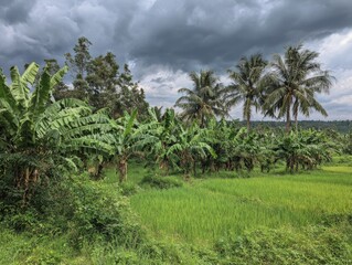 Lush Banana Plantation and Rice Paddy Under Cloudy Tropical Sky.
