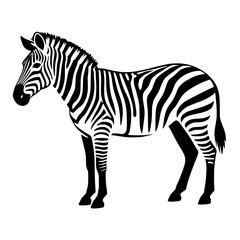 zebra vector illustration