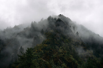 Fog rolls over the mountain, hiding some trees. The time is early morning. The scene shows dense vegetation and a gray sky, creating a mysterious atmosphere in nature