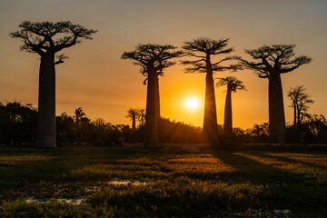 baobab trees at sunset in morondava