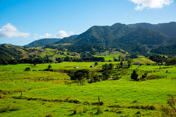 Green Pasture in Northland Region - New Zealand © Adwo