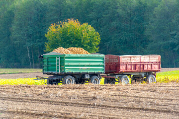 Fototapeta premium Potato Harvest in the Field