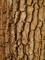 Obraz premium Cracked tree bark texture with deep natural ridges