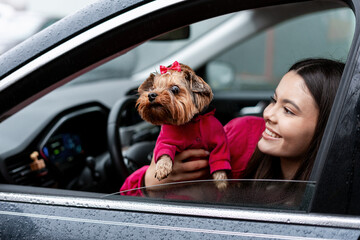 Woman traveling with yorkshire terrier getting fresh air from car window