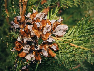 Dried conifer cone cluster among dense evergreen foliage 