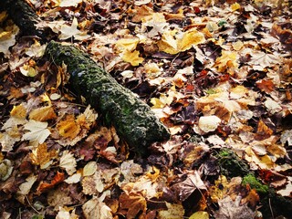 Autumn leaf carpet with mossy concrete curb in park