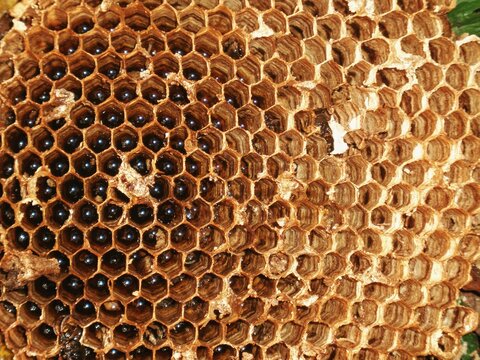 Organic honeycomb with honey drops for natural nutrition theme
