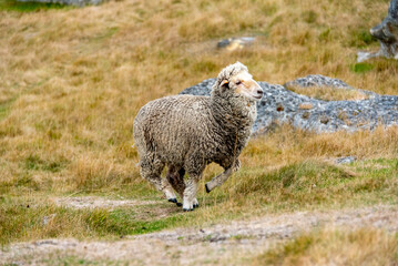 Fototapeta premium Sheep Pasture in Canterbury Region - New Zealand