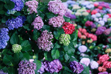 Beautiful colorful hydrangea flower in full bloom. vibrant plant in lush spring garden, joyful representation of nature beauty and stunning floral background