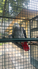 African Grey Parrot with Red Tail Feathers Perched Inside a Cage