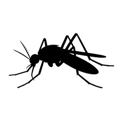 mosquito isolated on white background