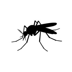mosquito on white background