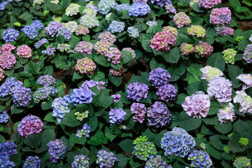 Vibrant and colorful hydrangea flowers blooming in lush garden. beautiful floral background of blue, purple, and pink petals with green leaves creating peaceful and joyful scene