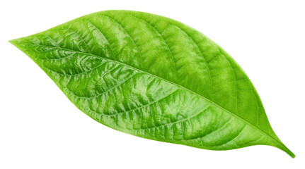 Leaf exotic isolated on transparent background. Tropical leaf PNG
