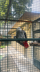African Grey Parrot with Red Tail Feathers Perched Inside a Cage