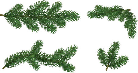Obraz premium Set of Green Fir Tree Branches Vector Illustration on White Background
