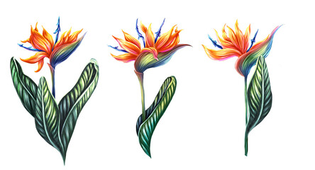 Set of 3 tropical illustrations of strelitzia. Collection of exotic plants bird-of-paradise. Summer colorful print	