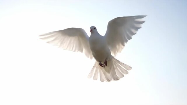 Majestic white dove soaring gracefully in slow motion against a bright high key sky