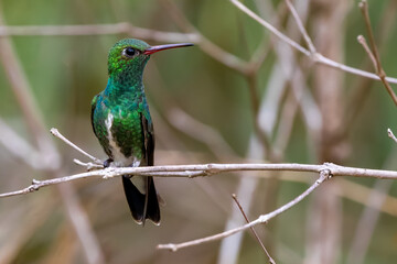 Fototapeta premium Chionomesa fimbriata on branch