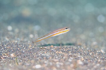 Glider Goby in the Lembeh Strait, Sulawesi, Indonesia
