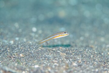 Glider Goby in the Lembeh Strait, Sulawesi, Indonesia