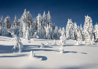 Bright  winter view of fir tree forest covered by fresh snow. Sunny morning scene of Carpathian...