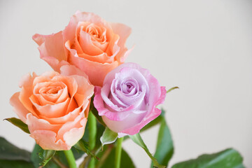 Obraz premium オレンジと紫のばら