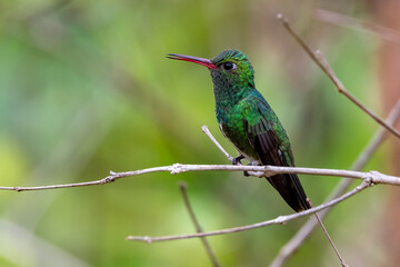Obraz premium hummingbird in flight