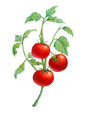 Cherry tomatoes on the vine