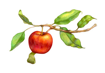 Colorful apple on a branch