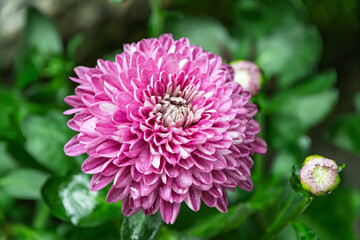 雨の雫をまとった美しいピンク色のダリアの花