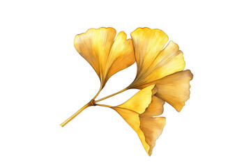 Naklejka premium Ginkgo Biloba Autumn Leaf Watercolor Clipart Isolated on Transparent Background