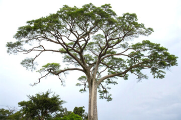 Strychnos nux vomica tree