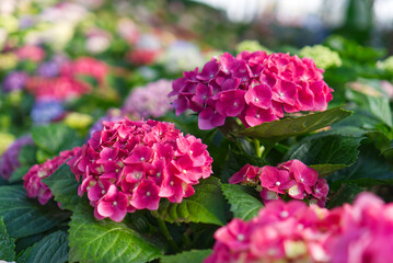 Obraz premium Vibrant pink and magenta hydrangeas bloom densely among lush green leaves. The beautiful, rich colors create a stunning, tranquil floral background in a summer garden.