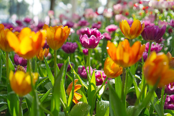 Vibrant orange, purple, and pink tulips stand tall in a spring garden, their petals covered in fresh water droplets under bright sunlight. A beautiful, contrasting, and refreshing floral scene.