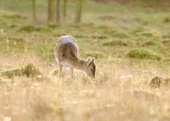 A fallow deer roe grazing in bright autumn light.