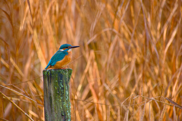 Common kingfisher perched on wooden post with golden reed background