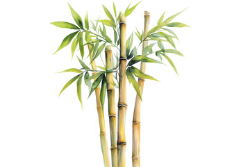 Watercolor Bamboo Plant Isolated on Transparent Background