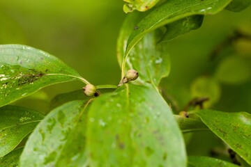 Plant list 2025 - Cornus mas