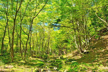 栃木県那須塩原市　自然豊かな那須塩原の森林風景と小川