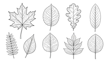 Fototapeta premium Collection of diverse leaf shapes arranged in two rows displaying maple beech elm oak fern and compound leaves for botanical study and morphology reference.