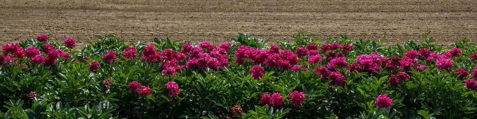 Fototapete Pfingstrosen Peonies  © waechter-media.de
