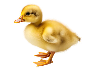 Adorable yellow duckling standing isolated on transparent background