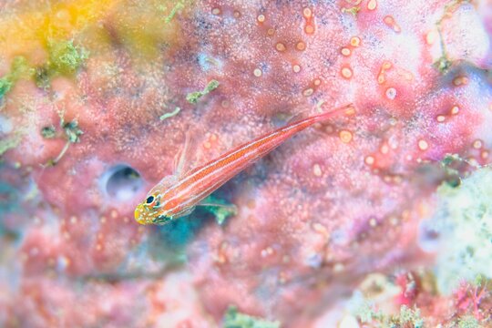Tropical Striped Triplefin in the Lembeh Strait, Sulawesi, Indonesia