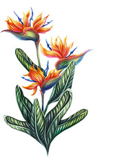 Tropical illustration of strelitzia. Exotic plant bird-of-paradise. Summer print. A colorful bouquet from the jungle