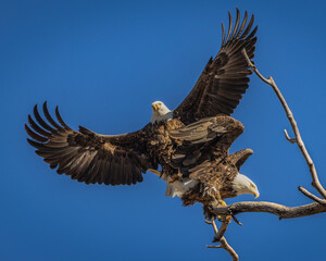 A pair of Bald Eagles in the act of mating.