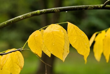 Obraz premium Plant list 2025 - Cladrastis lutea