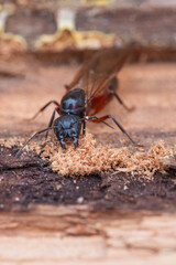 Closeup of the Face of a Winged Carpenter Ant